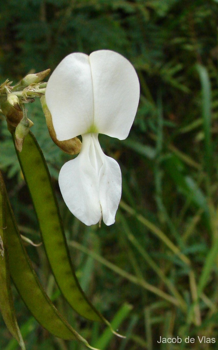 Tephrosia candida DC.